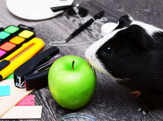 The Benefits of Classroom Pets and Ways to Fund Them