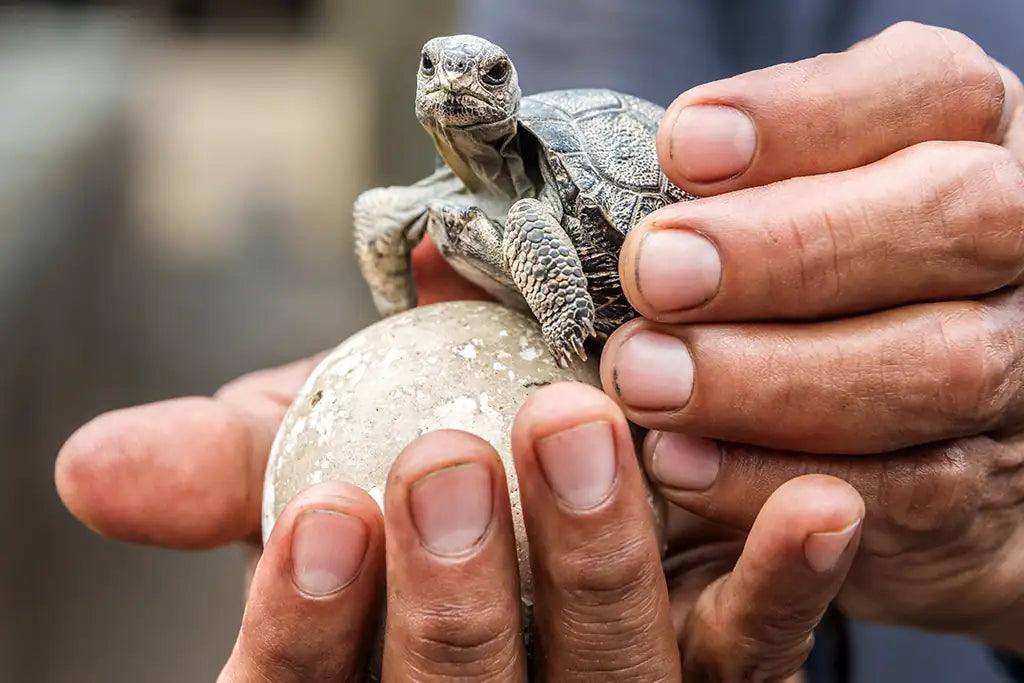 The Extinction of Animals and How it Affects Us